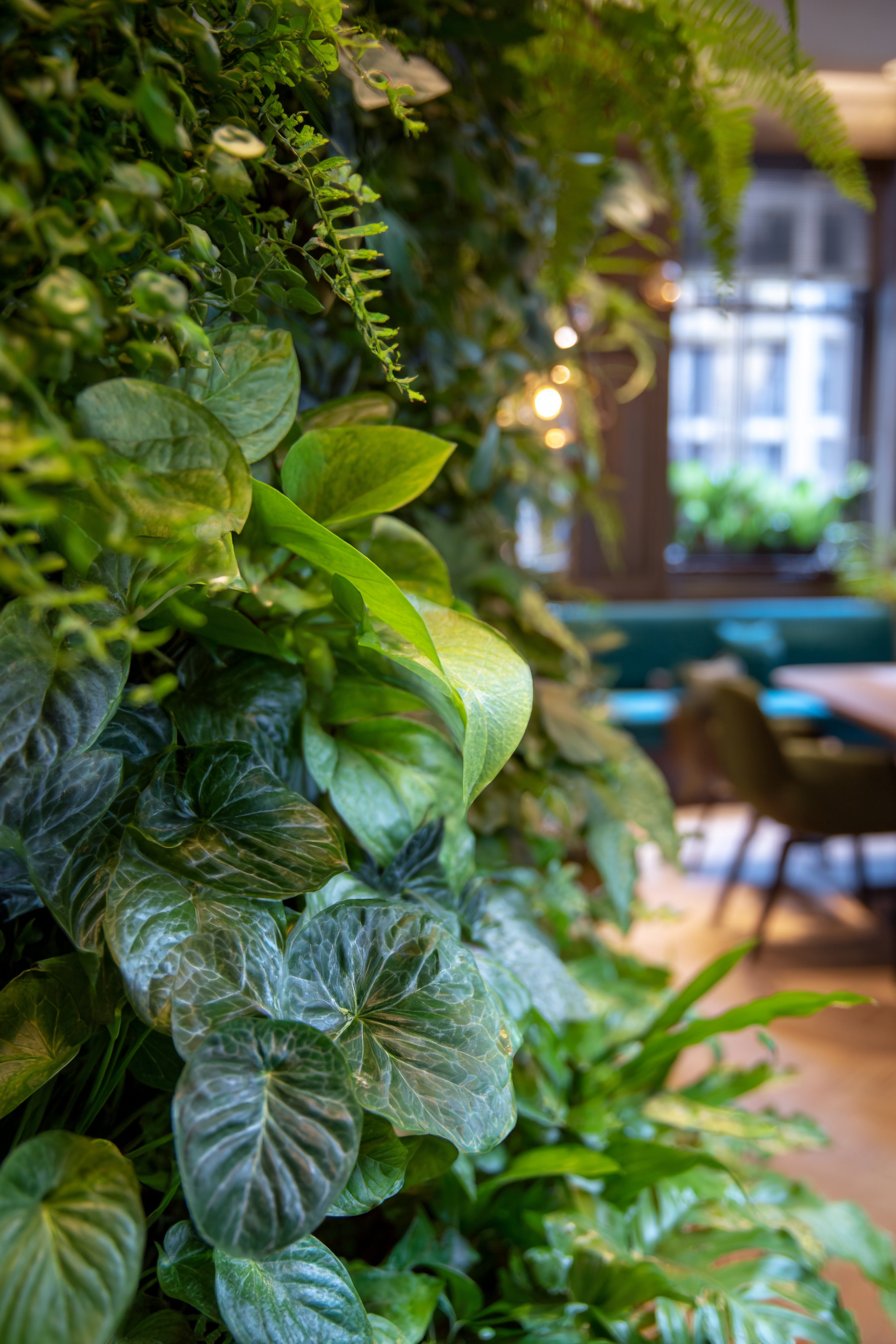 Living Plant Wall Installation: Biophilic Design Meets Natural Air Purification